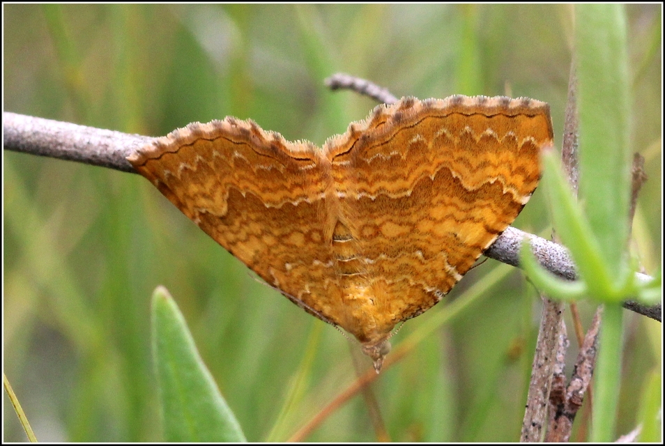 Camptogramma bilineata - kétvonalas sávosaraszoló