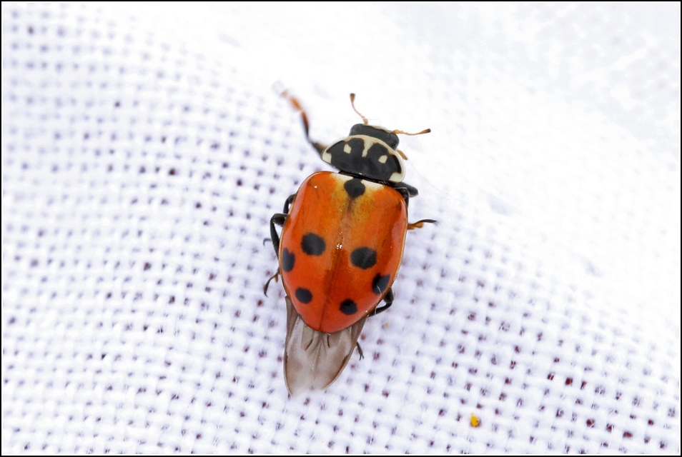 Hippodamia variegata - tizenhárompettyes katica