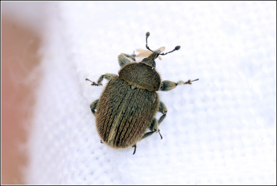 Rhinusa tetra - magtoklakó ökörfarkkóró-ormányos