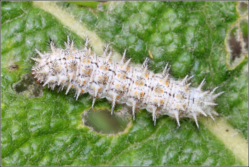 Melitaea trivia - kis tarkalepke