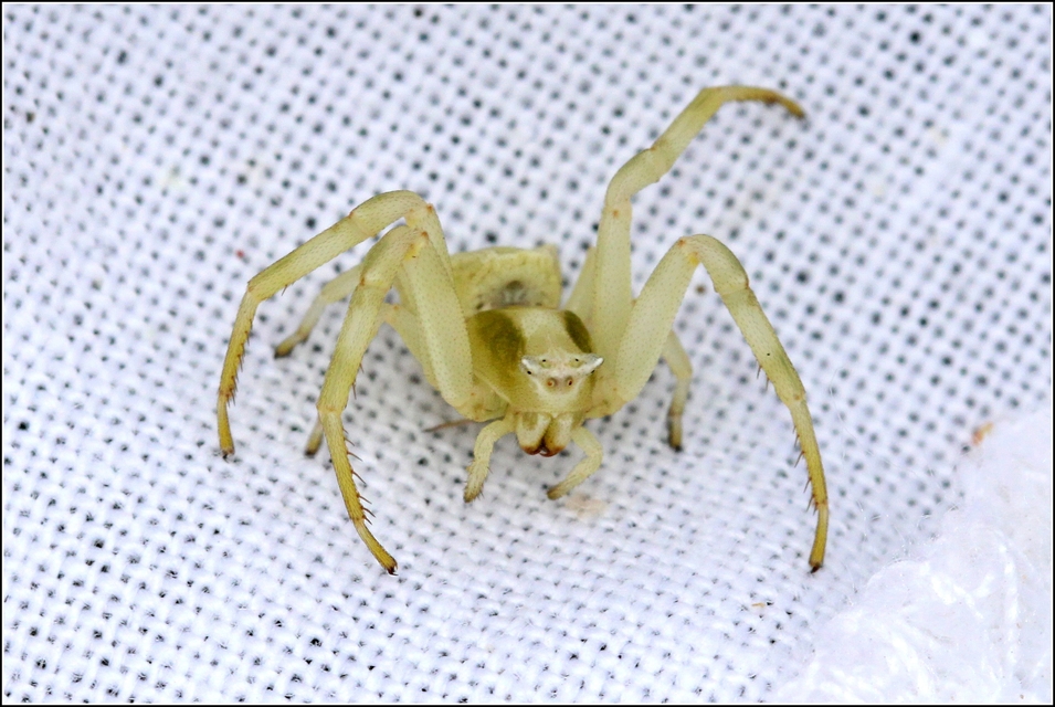 Thomisus onustus - fehér karolópók