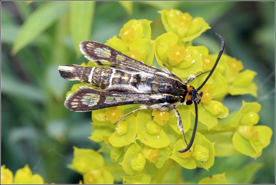 Sesiidae - szitkárfélék