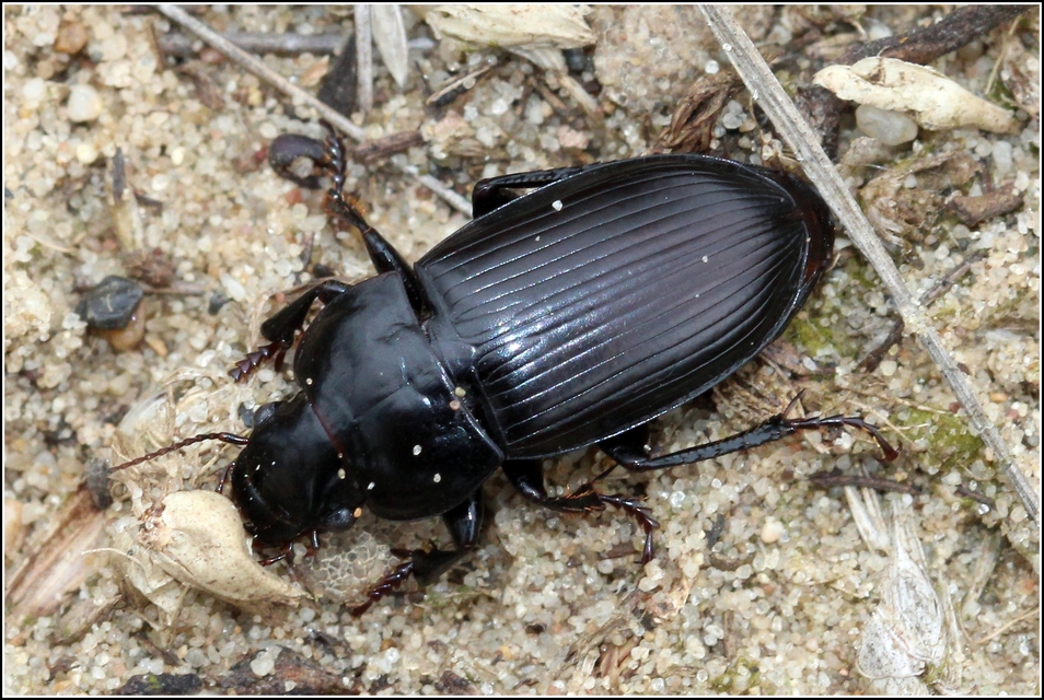 Harpalus hirtipes - sarkantyús lomhafutó