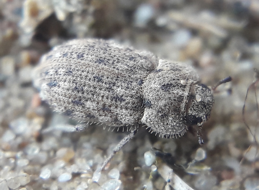 Leichenum pictum - pikkelyes gyászbogár