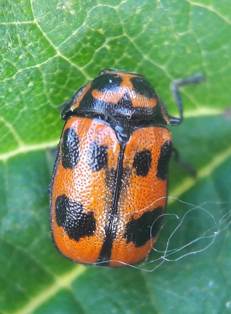 Cryptocephalus sexpunctatus - hatfoltos zömökbogár Cryptocephalus sexpunctatus - hatfoltos zömökbogár