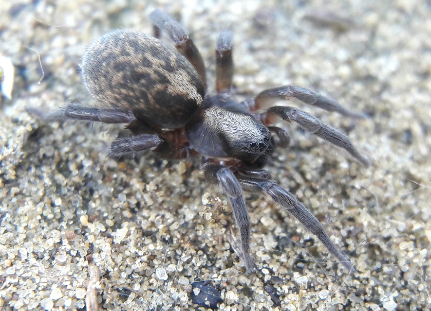 Arctosa lutetiana