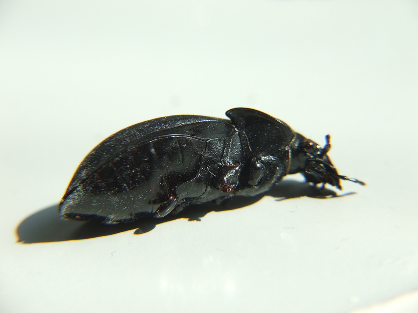 Carabus hungaricus - magyar futrinka
