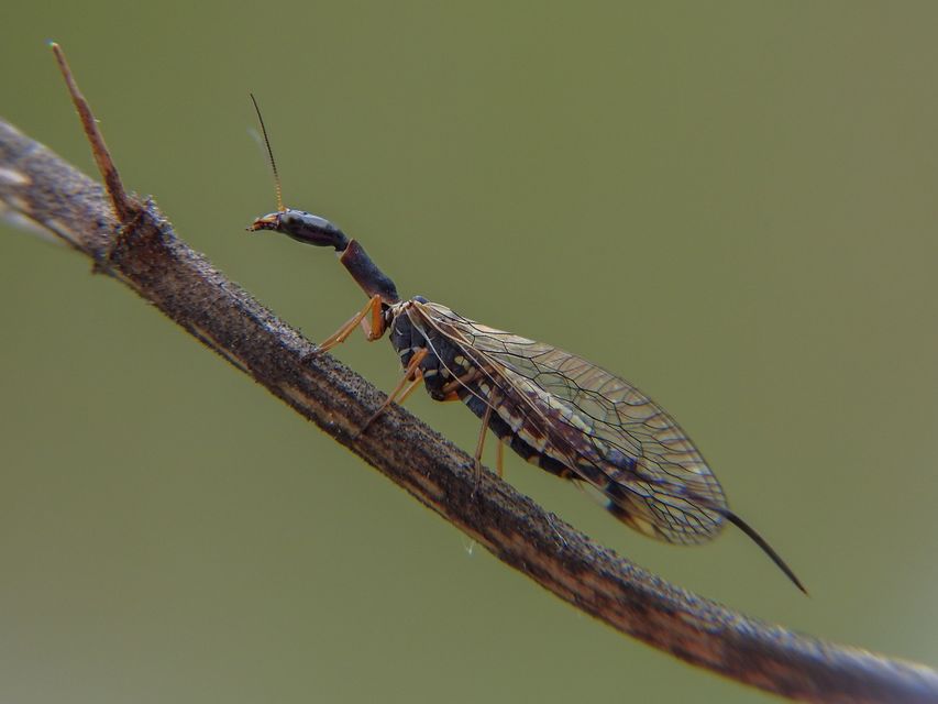Raphidioptera - Tevenyakú-fátyolkák