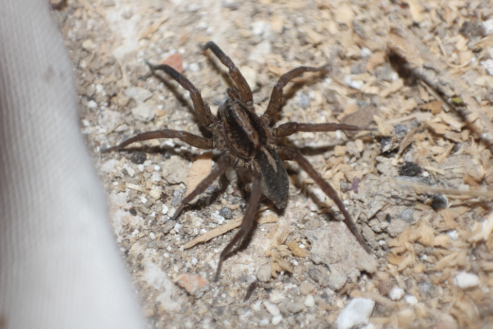 Trochosa