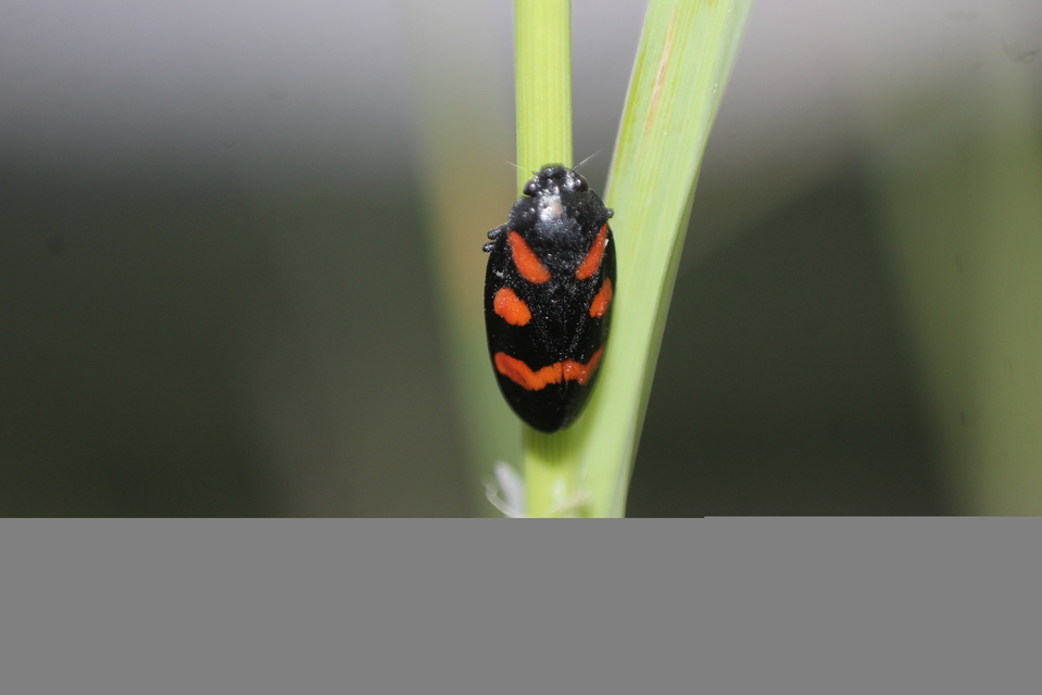 Cercopis sanguinolenta