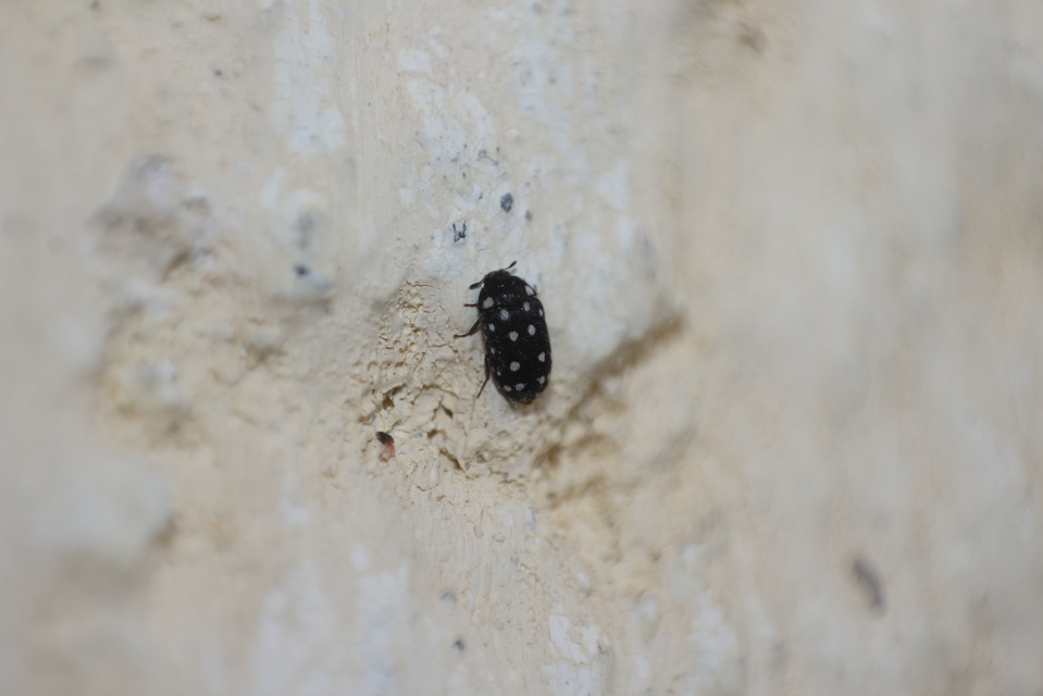 Lanorus punctatus - sokpettyes szűcsbogár