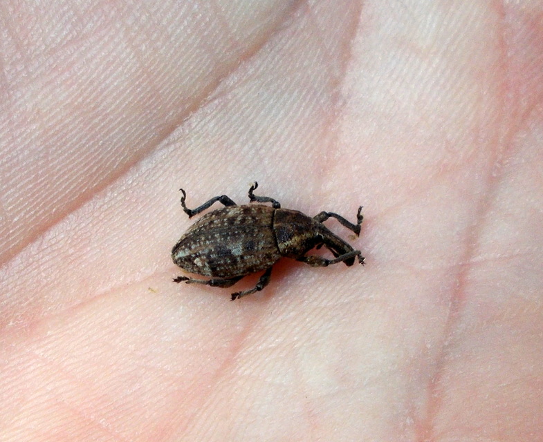 Lepyrus capucinus - pettyes fűzormányos