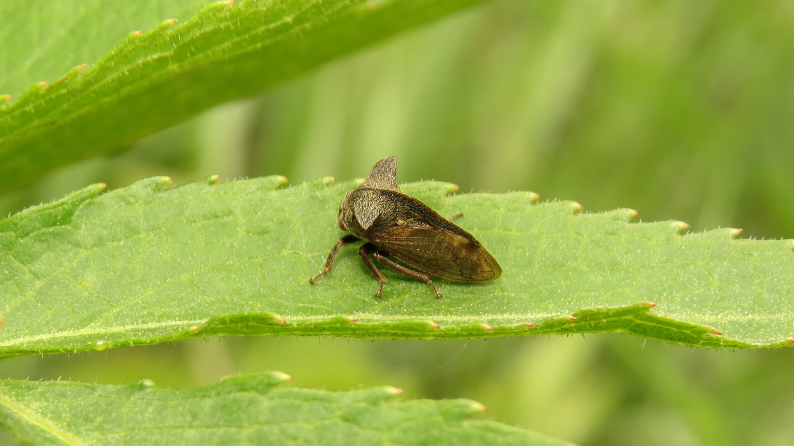 Centrotus cornutus - szarvaskabóca