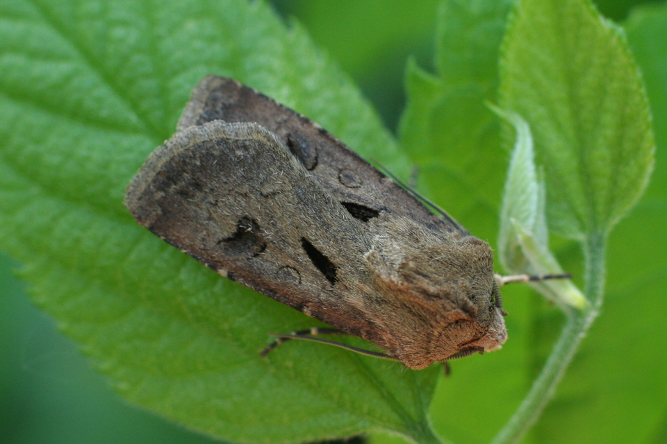 Agrotis exclamationis - felkiáltójeles földibagoly