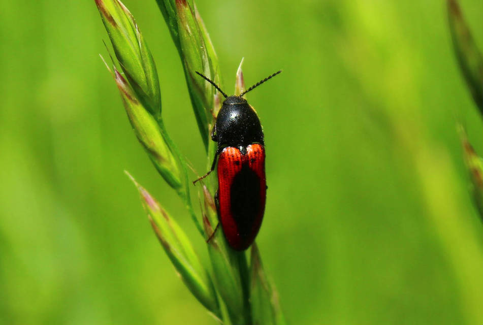Ampedus sanguinolentus - középfoltos pattanó