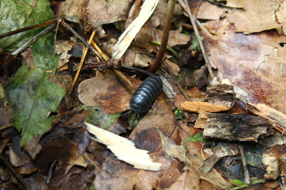Armadillidium