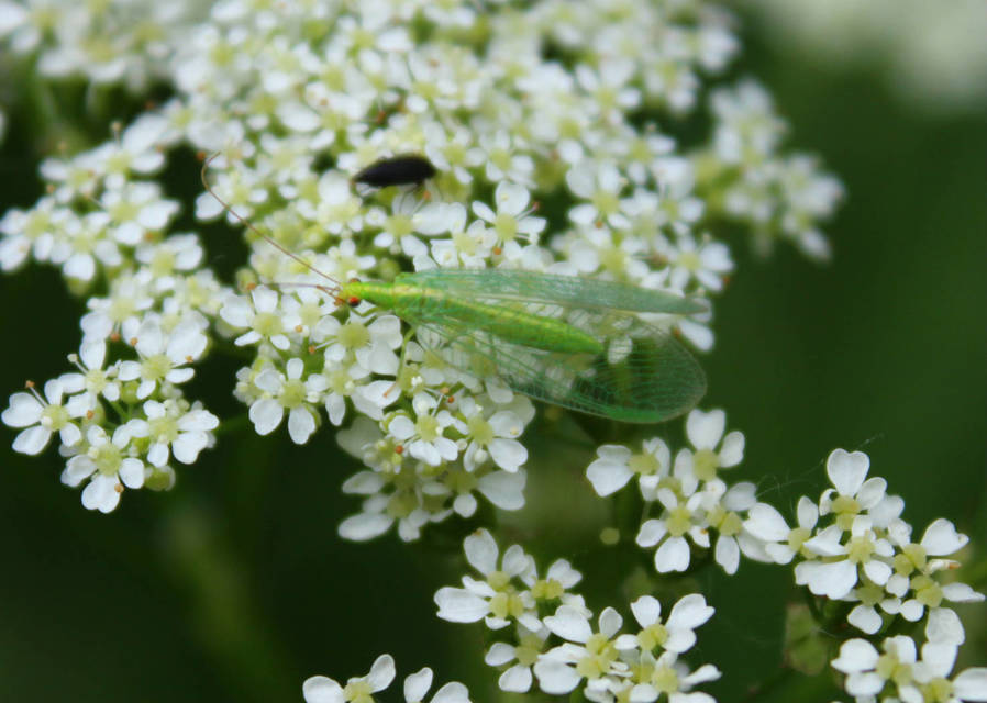 Chrysopidae - zöldfátyolkák