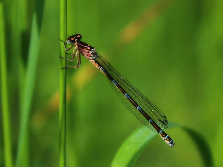Coenagrion ornatum - díszes légivadász