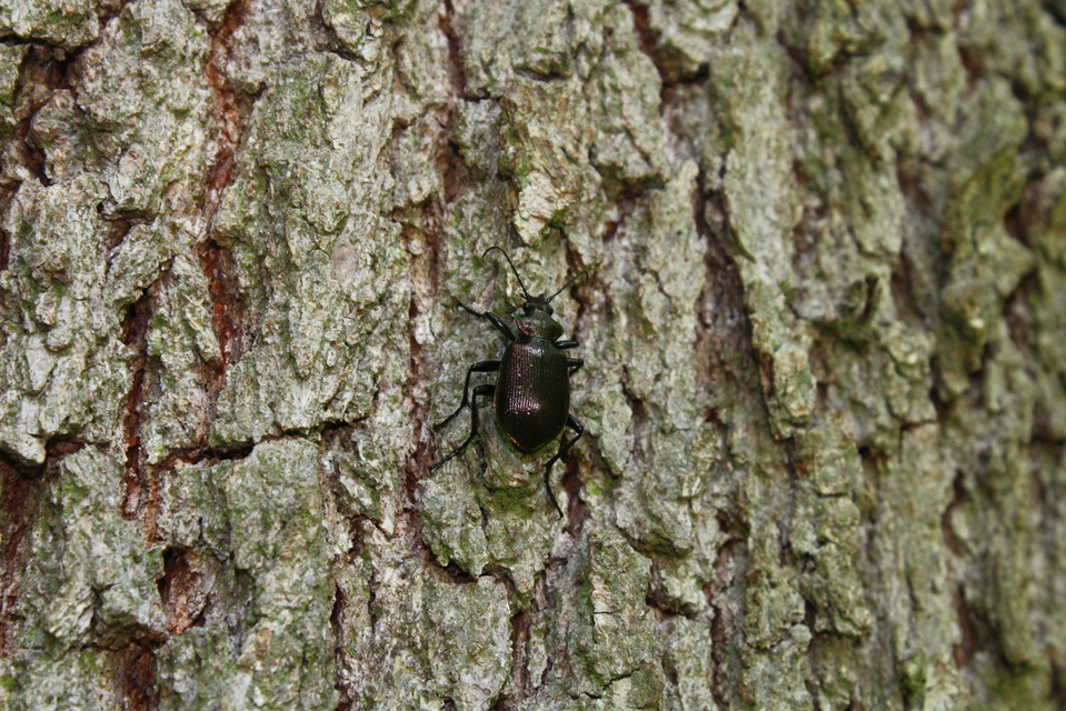Calosoma inquisitor - kis bábrabló