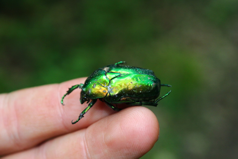 Protaetia speciosissima - pompás virágbogár