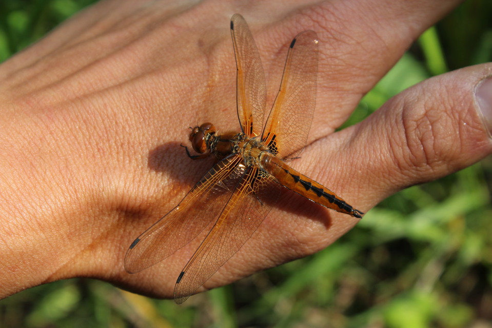 Libellula fulva - kisfoltos laposacsa