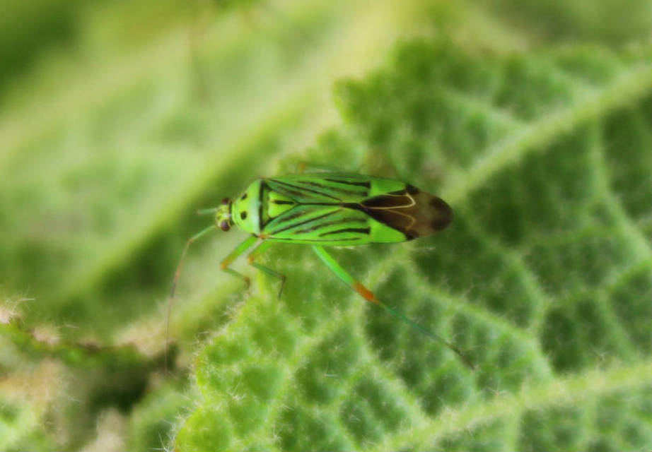 Mermitelocerus schmidtii