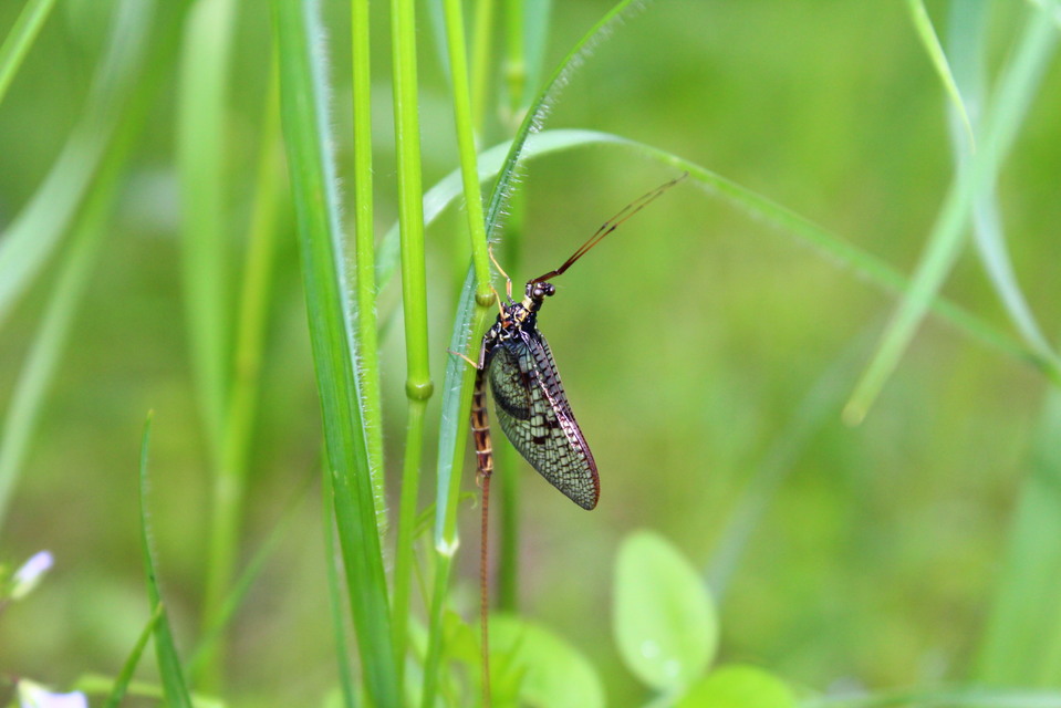 Ephemera vulgata - közönséges tarkakérész