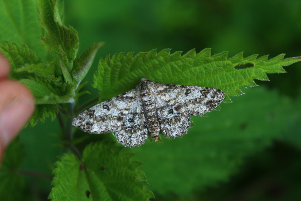 Ascotis selenaria - holdas faaraszoló