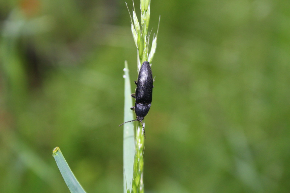 Melanotus punctolineatus - sávos gyászpattanó