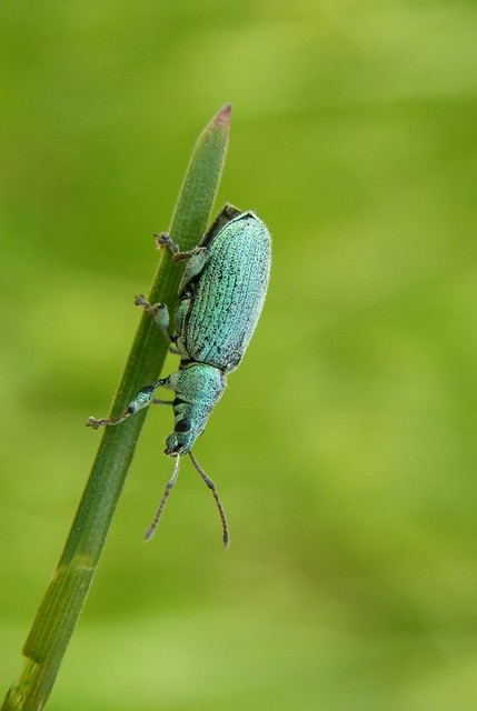 Phyllobius