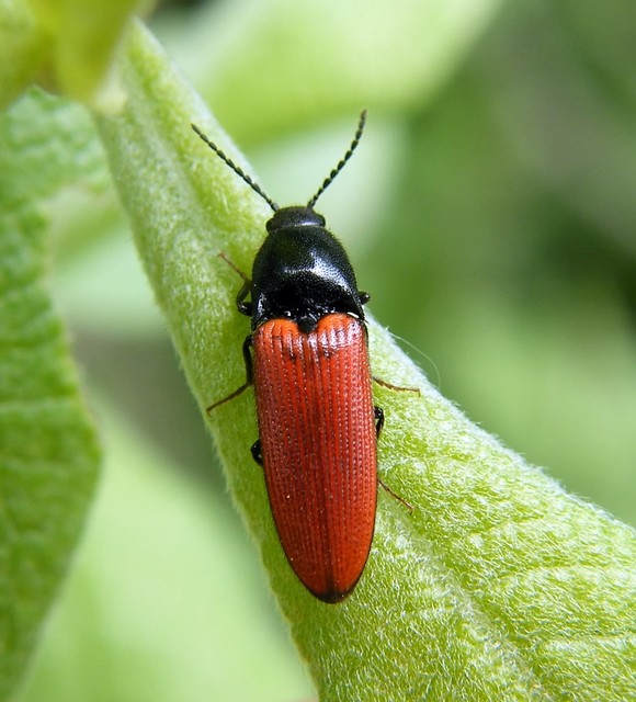 Ampedus