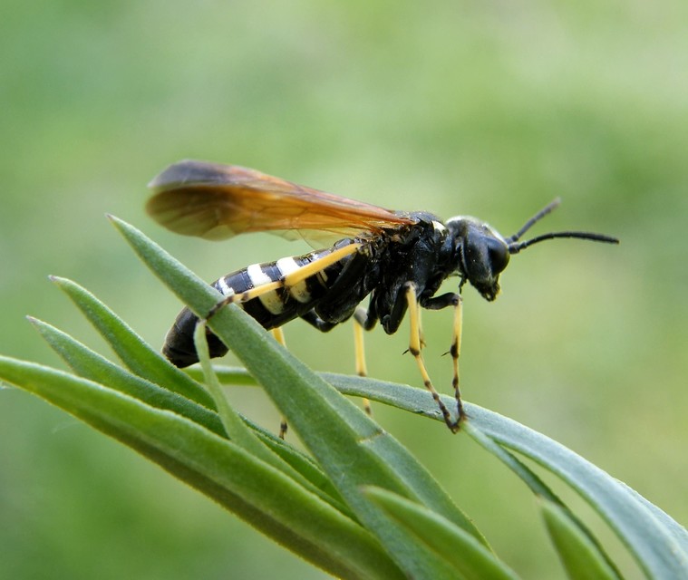 Tenthredinidae - valódi levéldarazsak