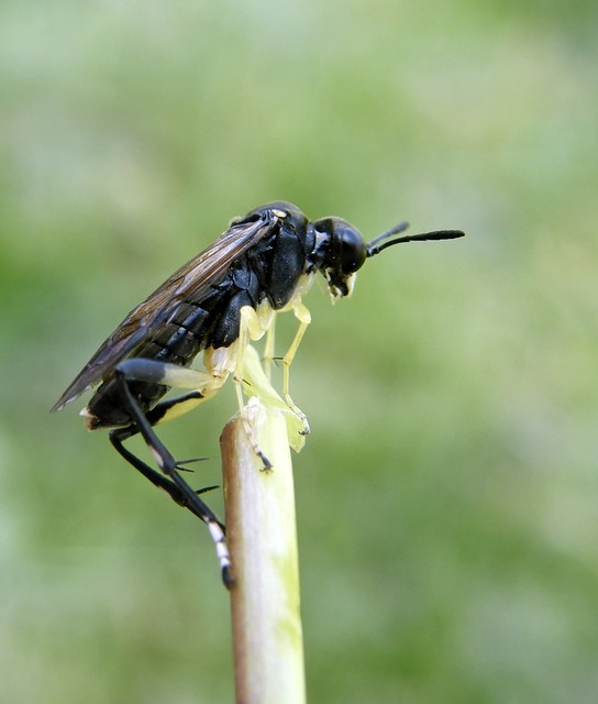 Tenthredinidae - valódi levéldarazsak