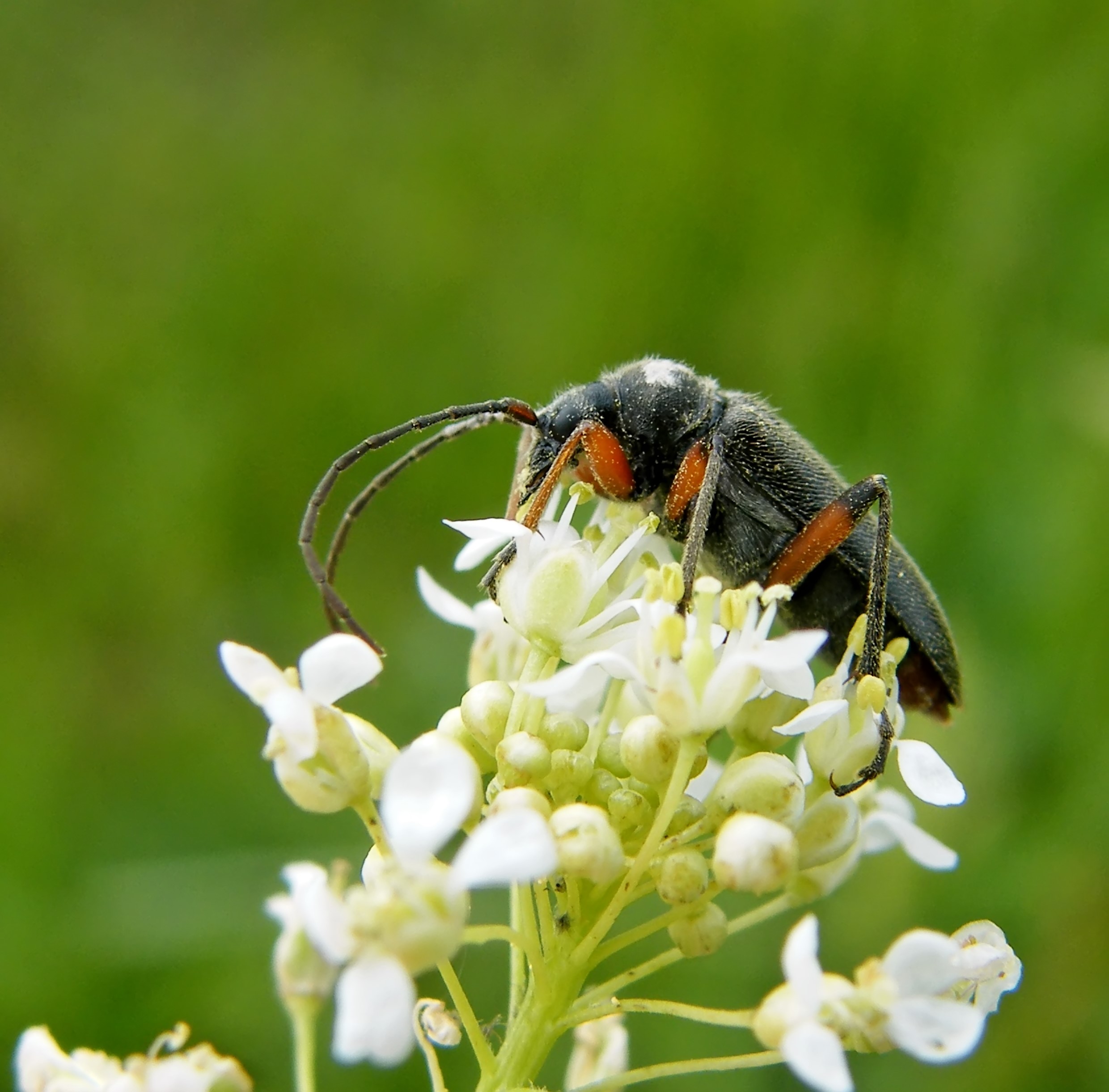 Cortodera villosa - bozontos cserjecincér