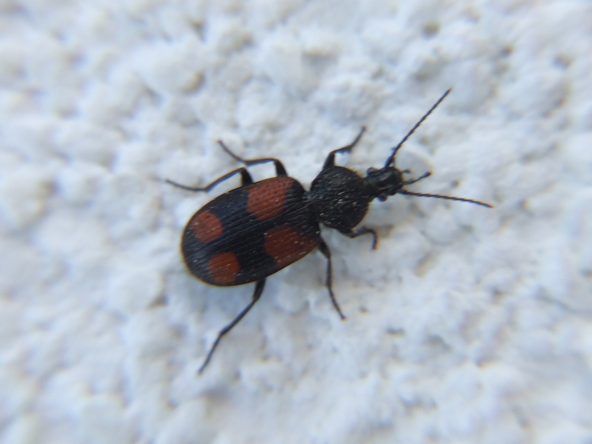 Panagaeus bipustulatus - kis keresztesfutó