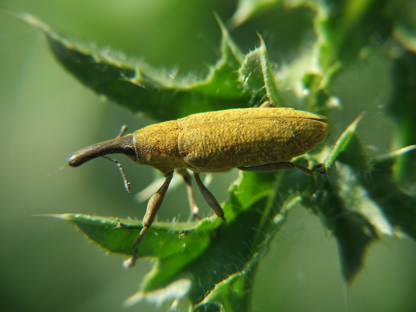 Lixus pulverulentus - mályvafúró dudvabarkó