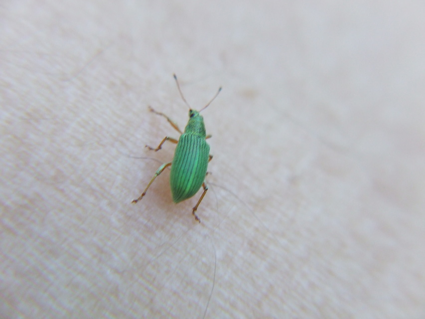 Polydrusus formosus - selymes lombormányos