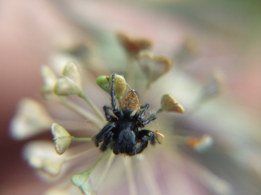 Carrhotus xanthogramma - rozsdás ugrópók