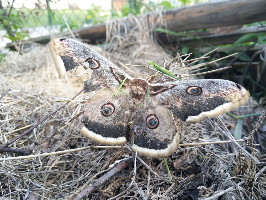 Saturnia pyri - nagy pávaszem