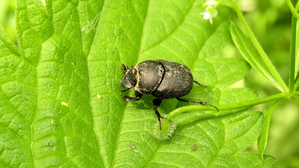 Onthophagus verticicornis - fekete trágyatúró