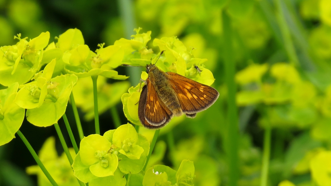 Ochlodes sylvanus - erdei busalepke