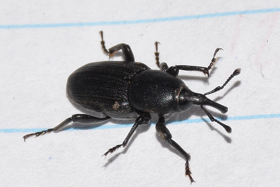 Sphenophorus