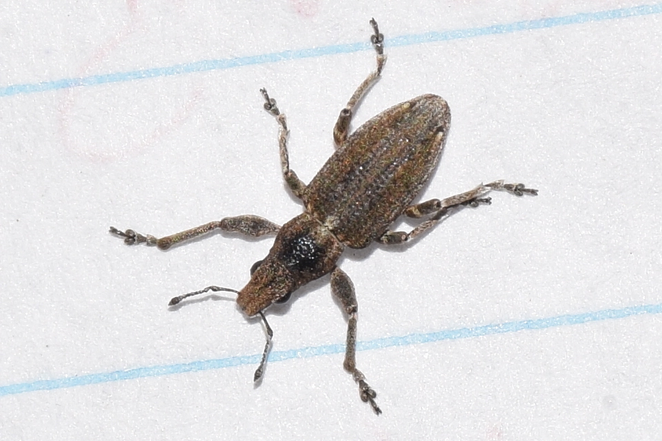 Charagmus griseus - szürke csipkézőbogár