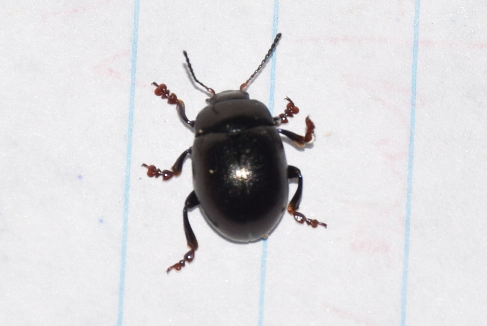Chrysolina sturmi - vöröslábú levelész
