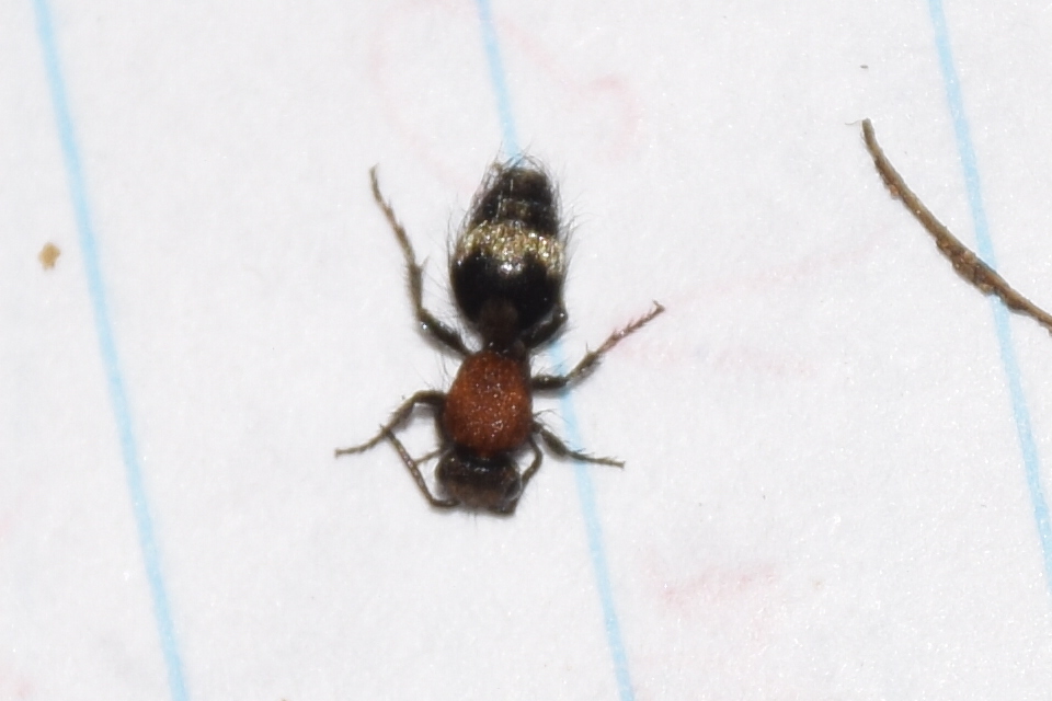 Dasylabris regalis - koronás hangyadarázs