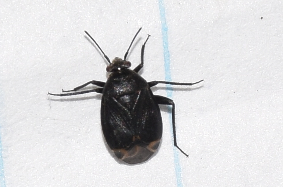 Polymerus nigritus Polymerus nigritus