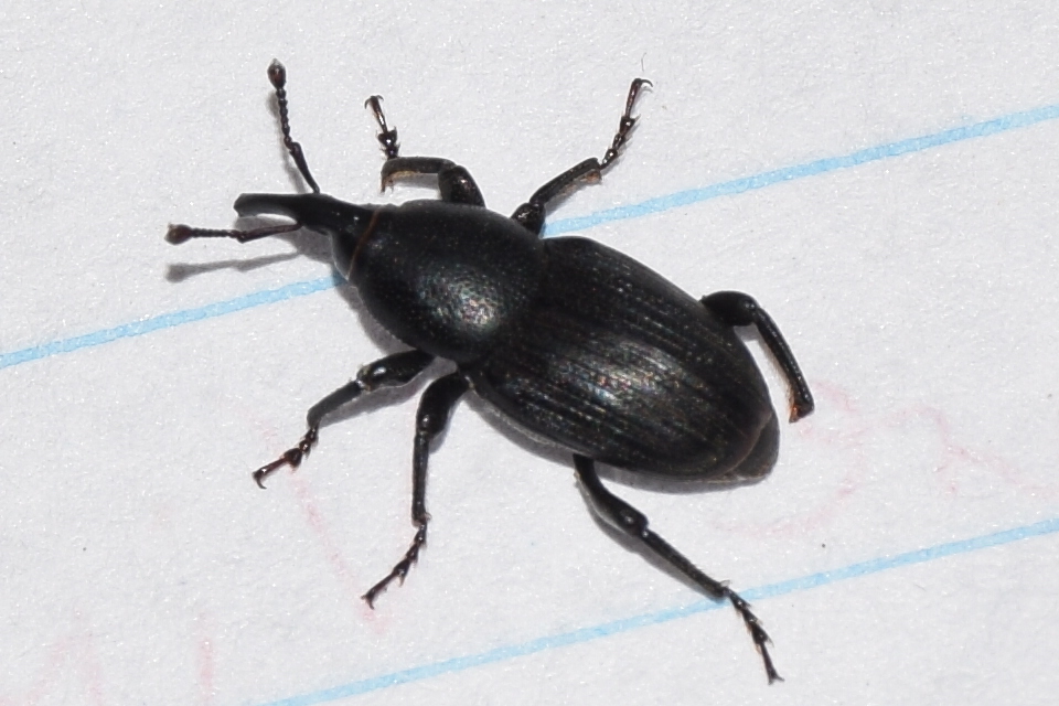 Sphenophorus striatopunctatus - mezei zsuzsok