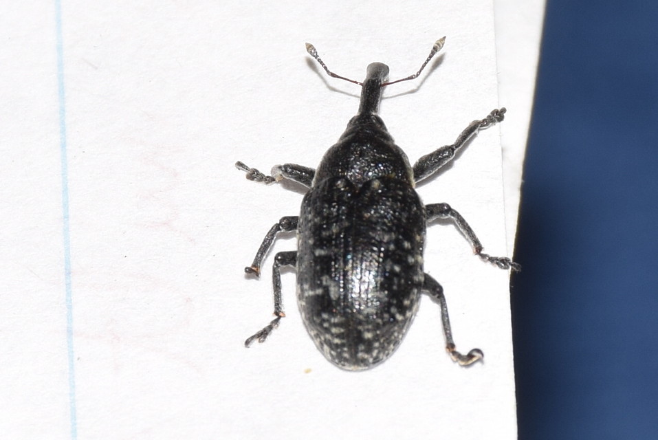Larinus sturnus - aszat-púderbarkó