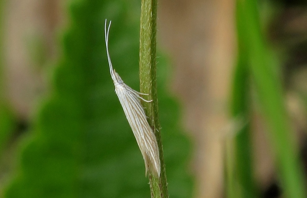 Coleophora