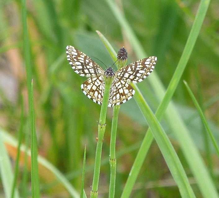 Chiasmia clathrata - rácsos rétiaraszoló